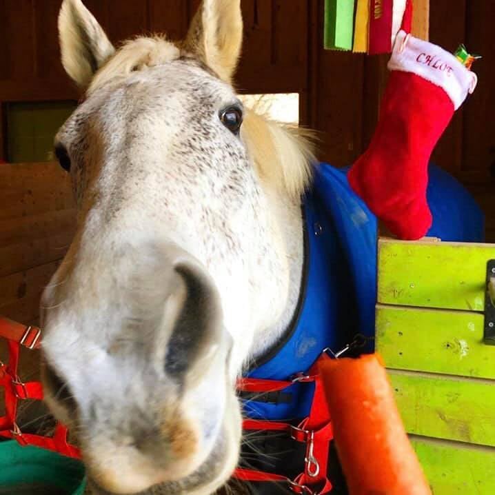 Chloe loves her stocking!