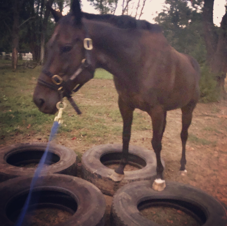 Already Climbing the Tires