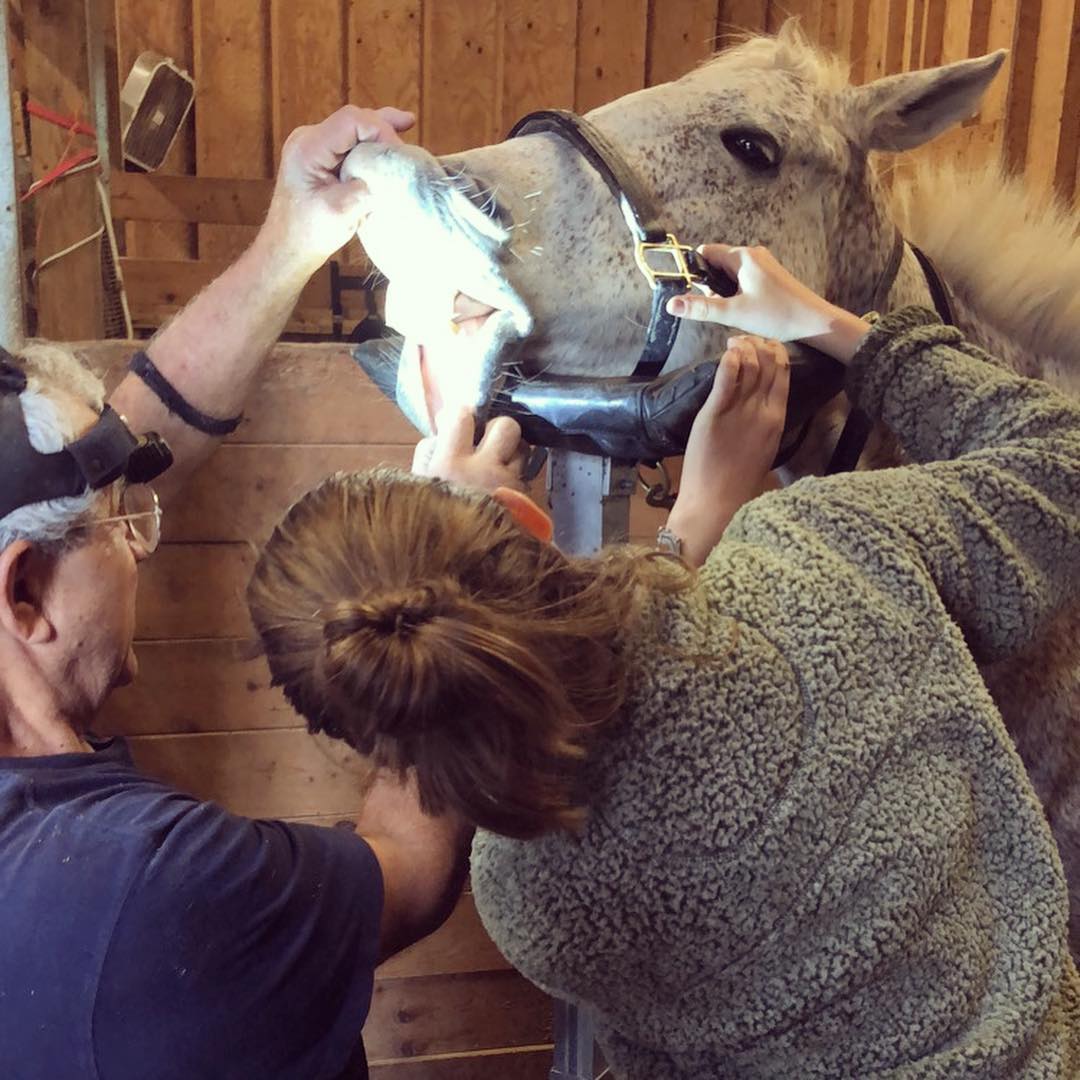 Equine Dentist