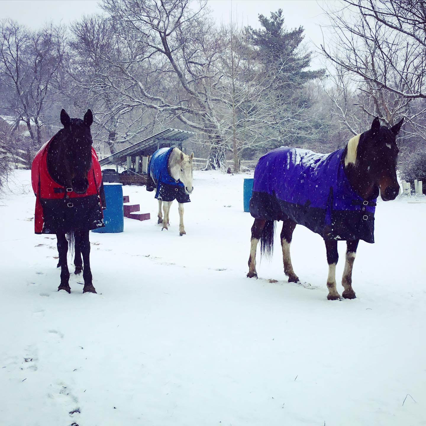 Mares in Snow