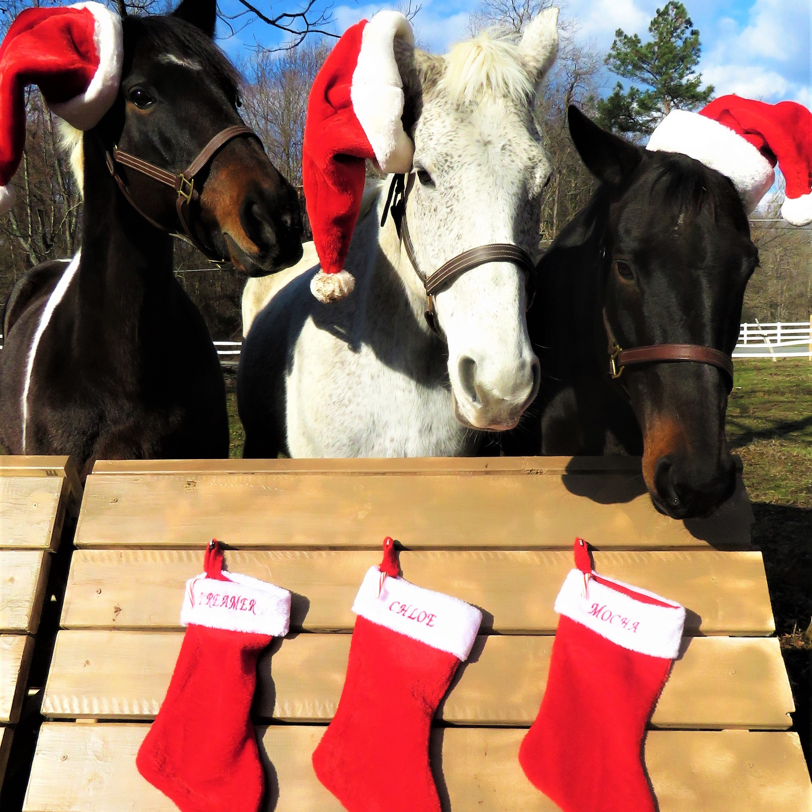 Christmas Mares