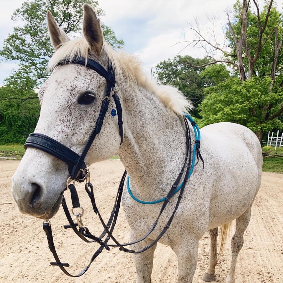 Transcend Double Bitless Bridle