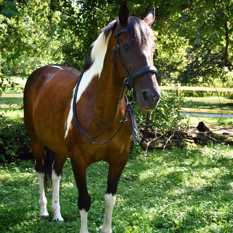 Transcend Double Bitless Bridle