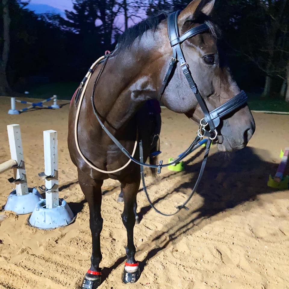 Mocha in her new Scoot Boots