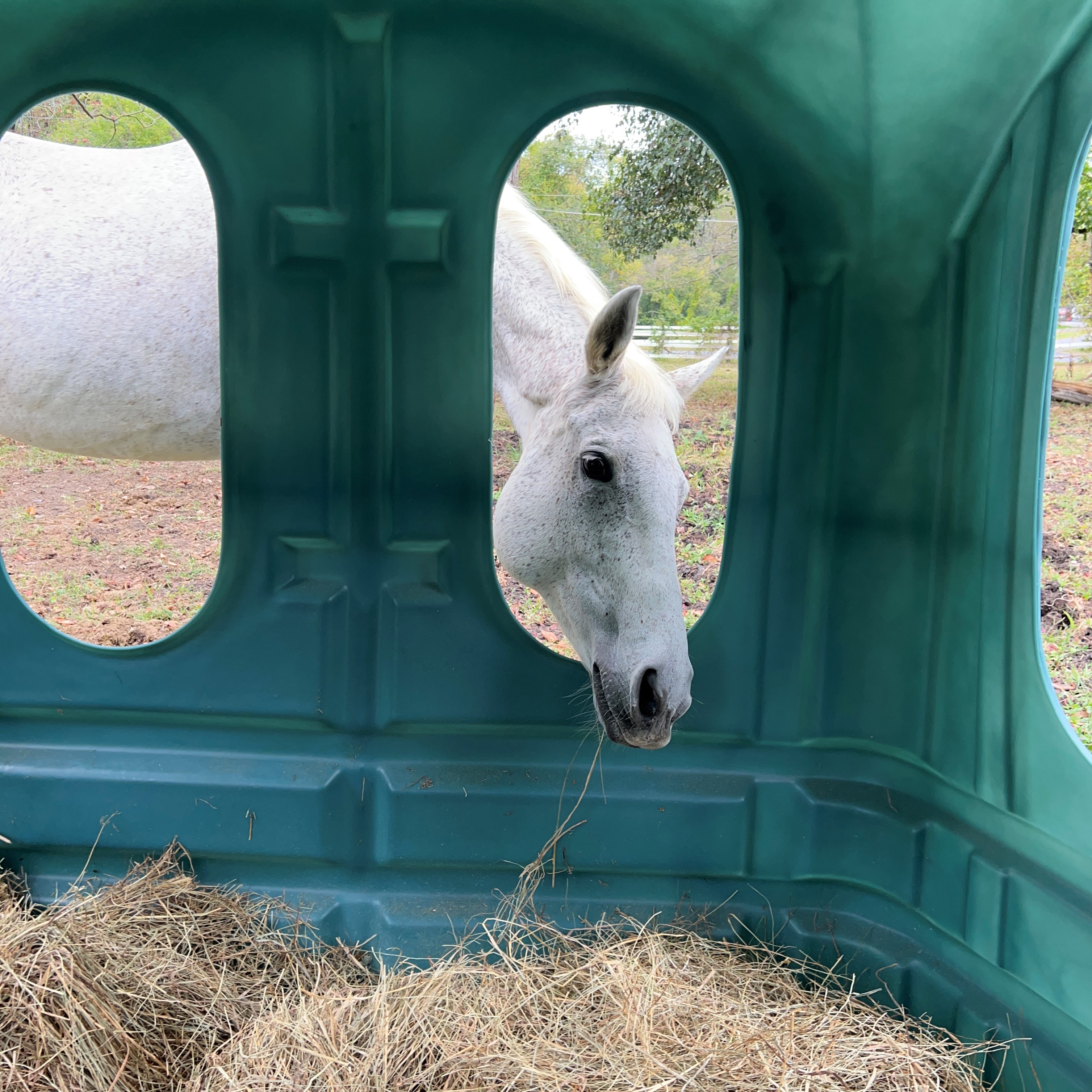 Chloe Checking Out Hay Hut