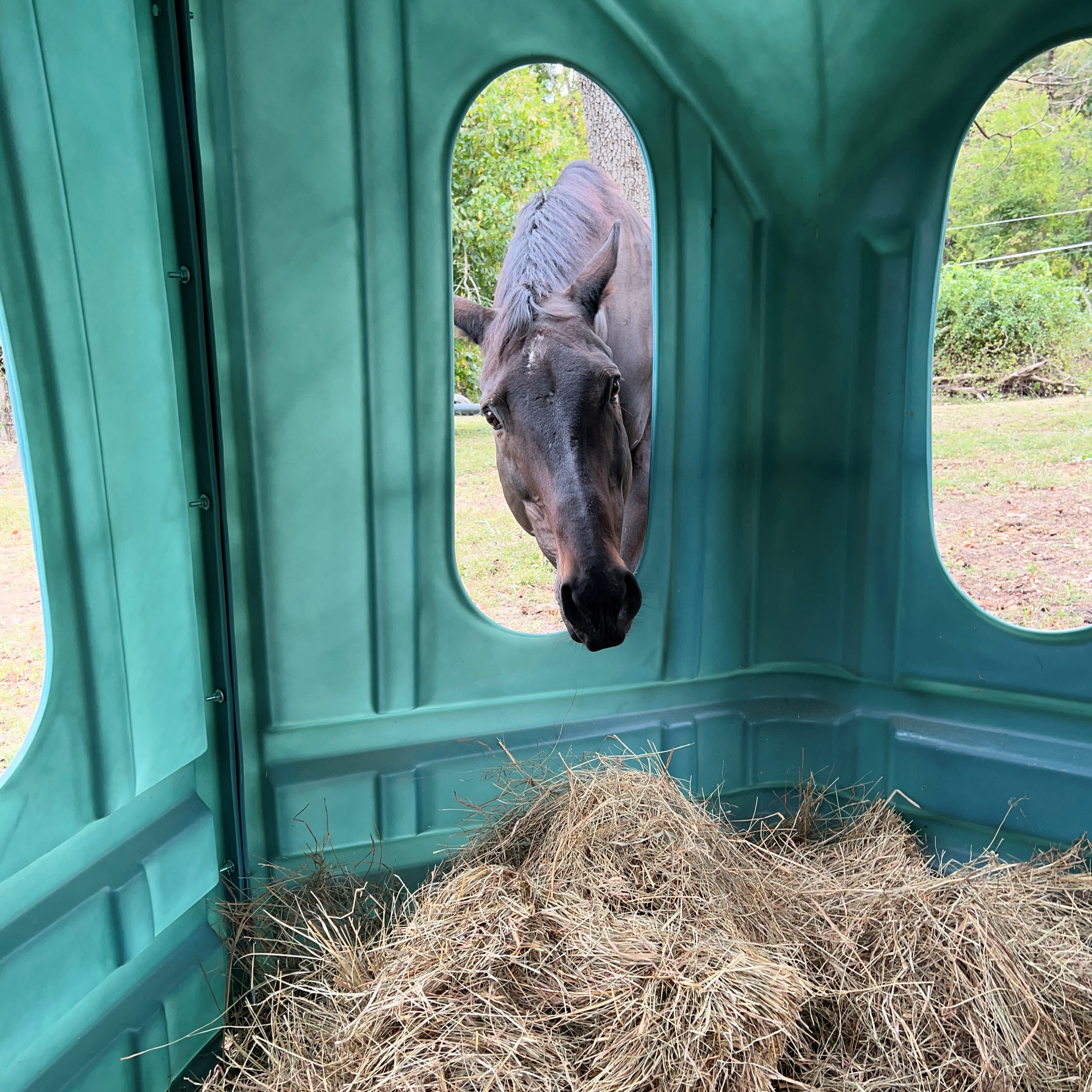 Mocha Checking Out Hay Hut