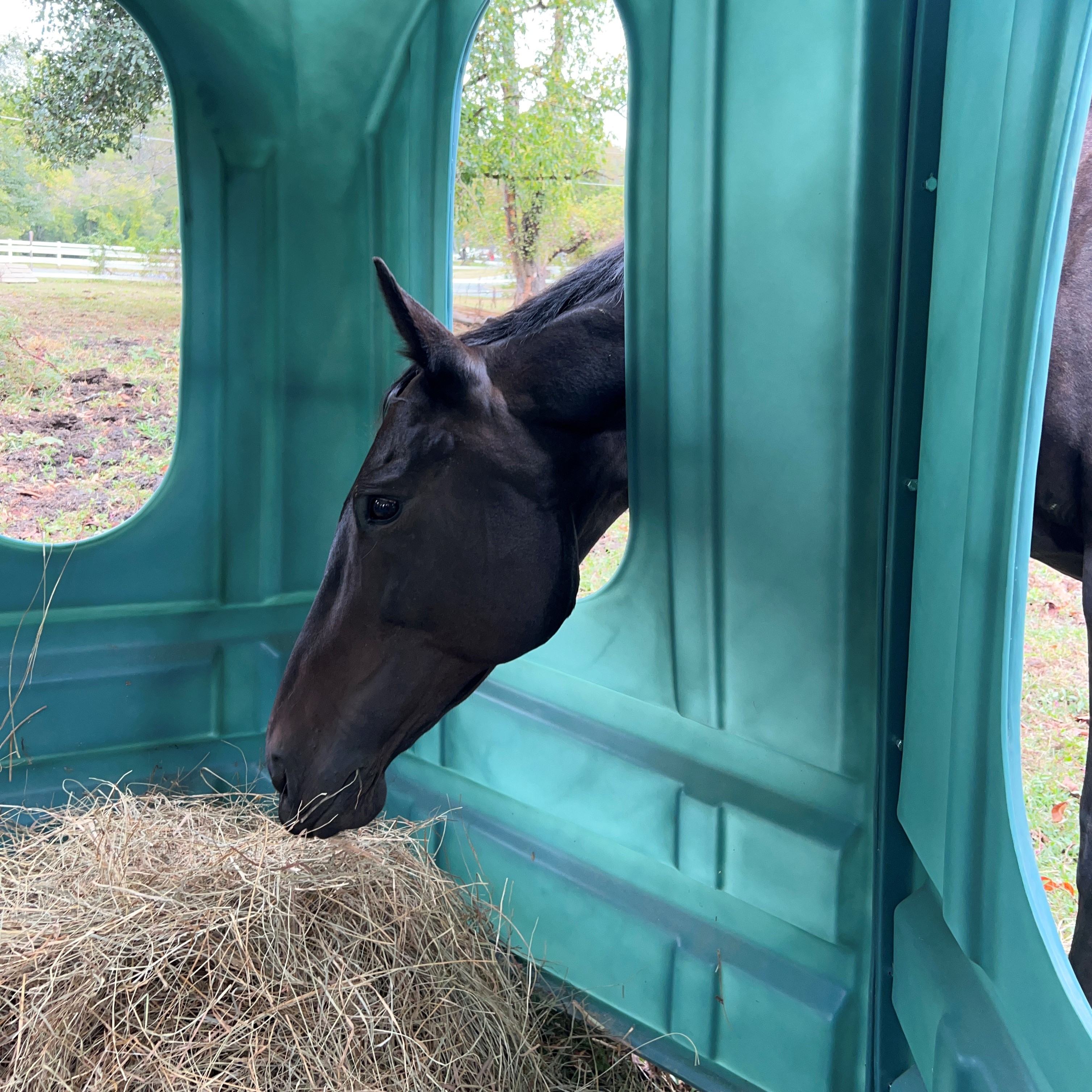 Mocha Eating from Hay Hut