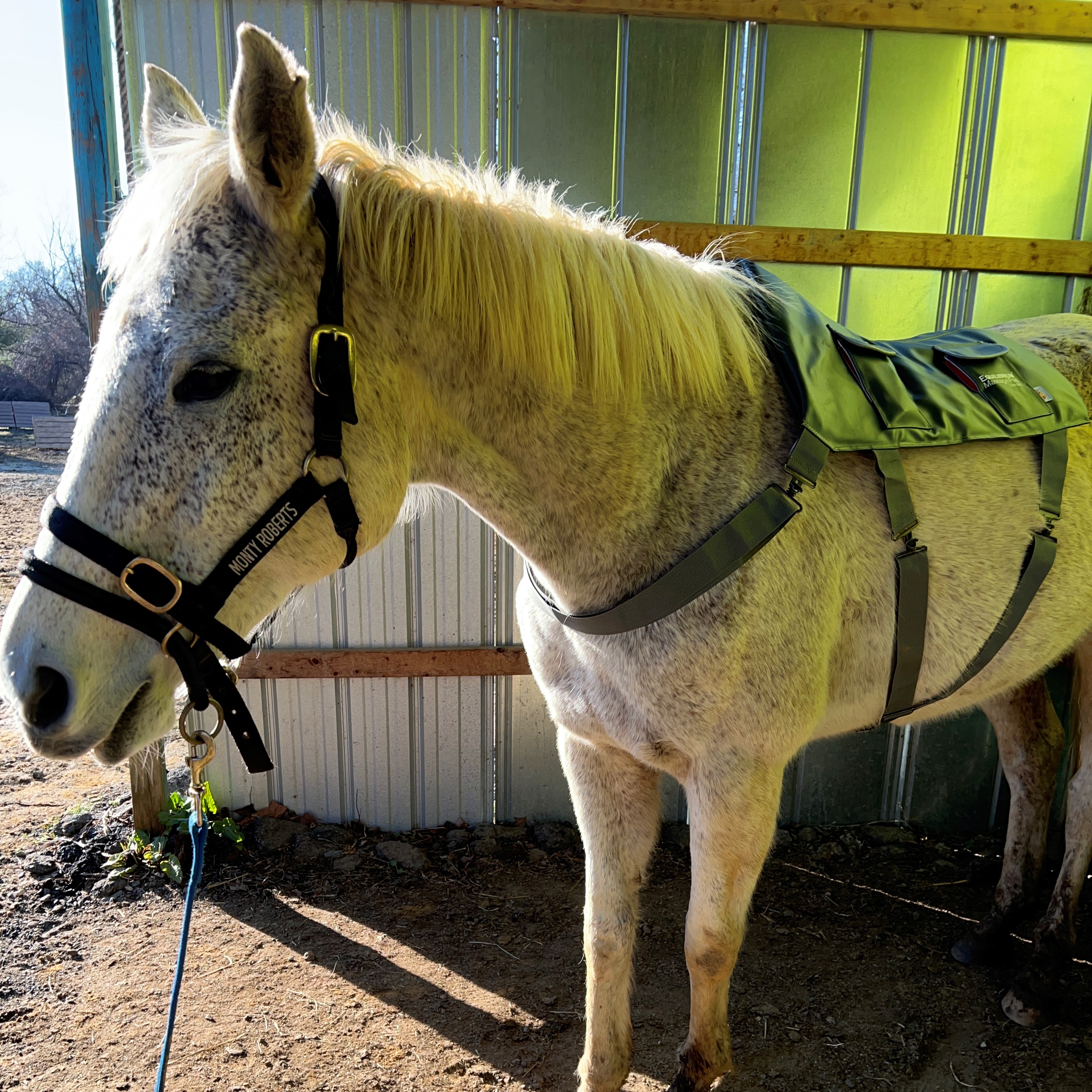 Chloe enjoying the Equilibrium Massage Pad