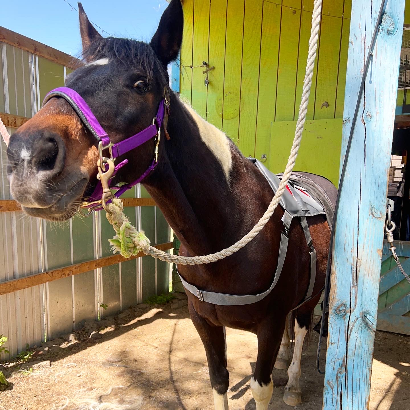 Dreamer enjoying the Equilibrium Massage Pad