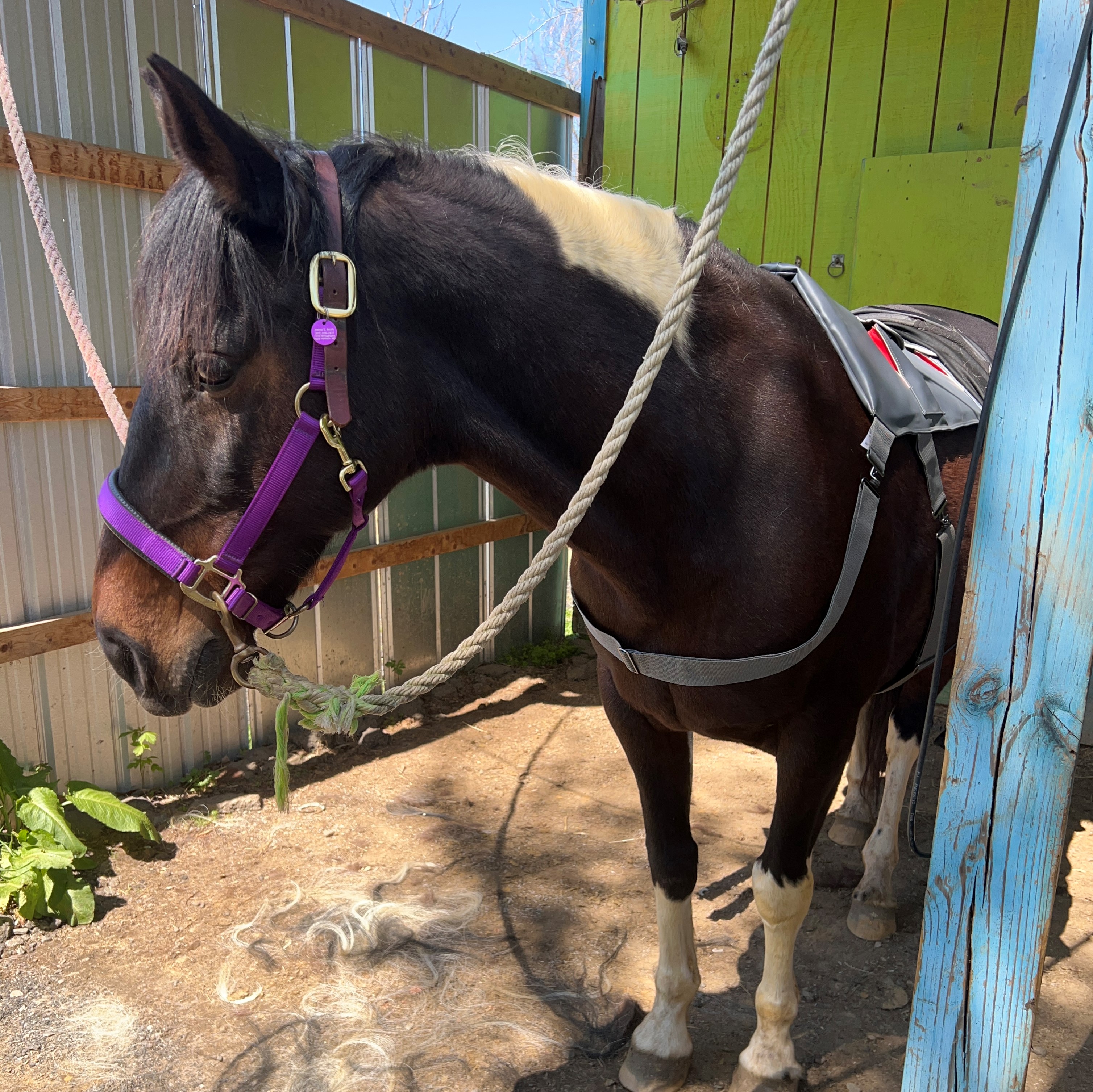 Dreamer enjoying the Equilibrium Massage Pad