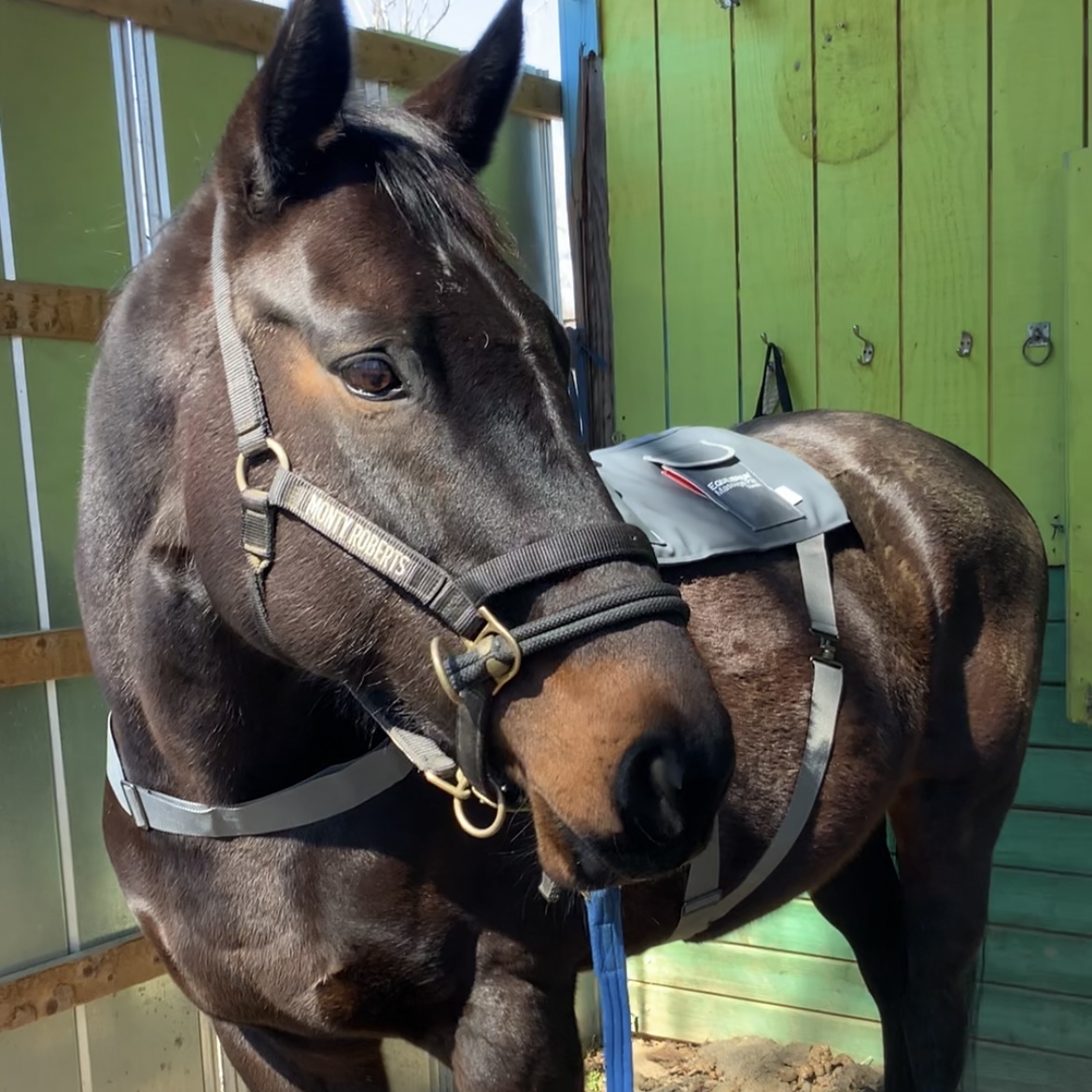 Mocha enjoying the Equilibrium Massage Pad