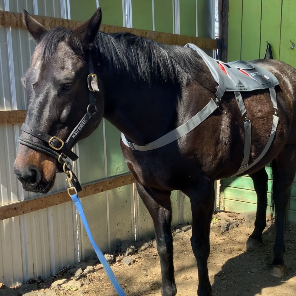 Mocha enjoying the Equilibrium Massage Pad