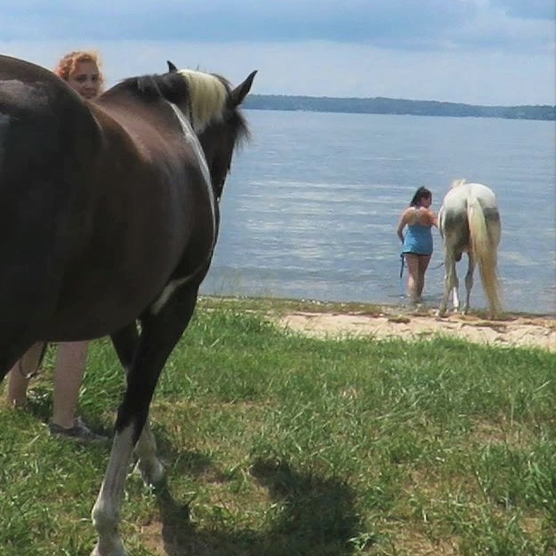 Horse Swimming